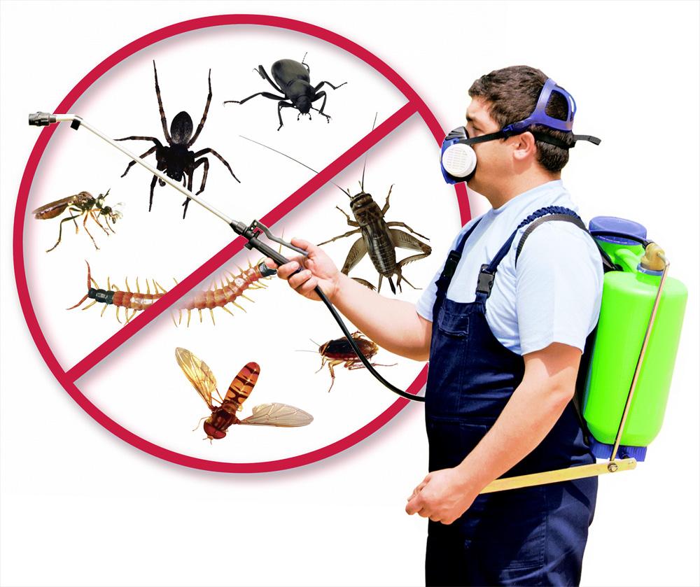 Pest Problems