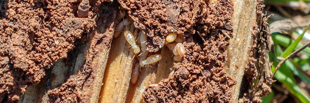 dampwood termites1