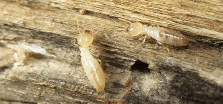 picture of drywood termites